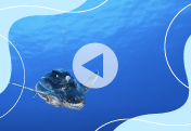 Learn more about Saving the Leatherback Turtles